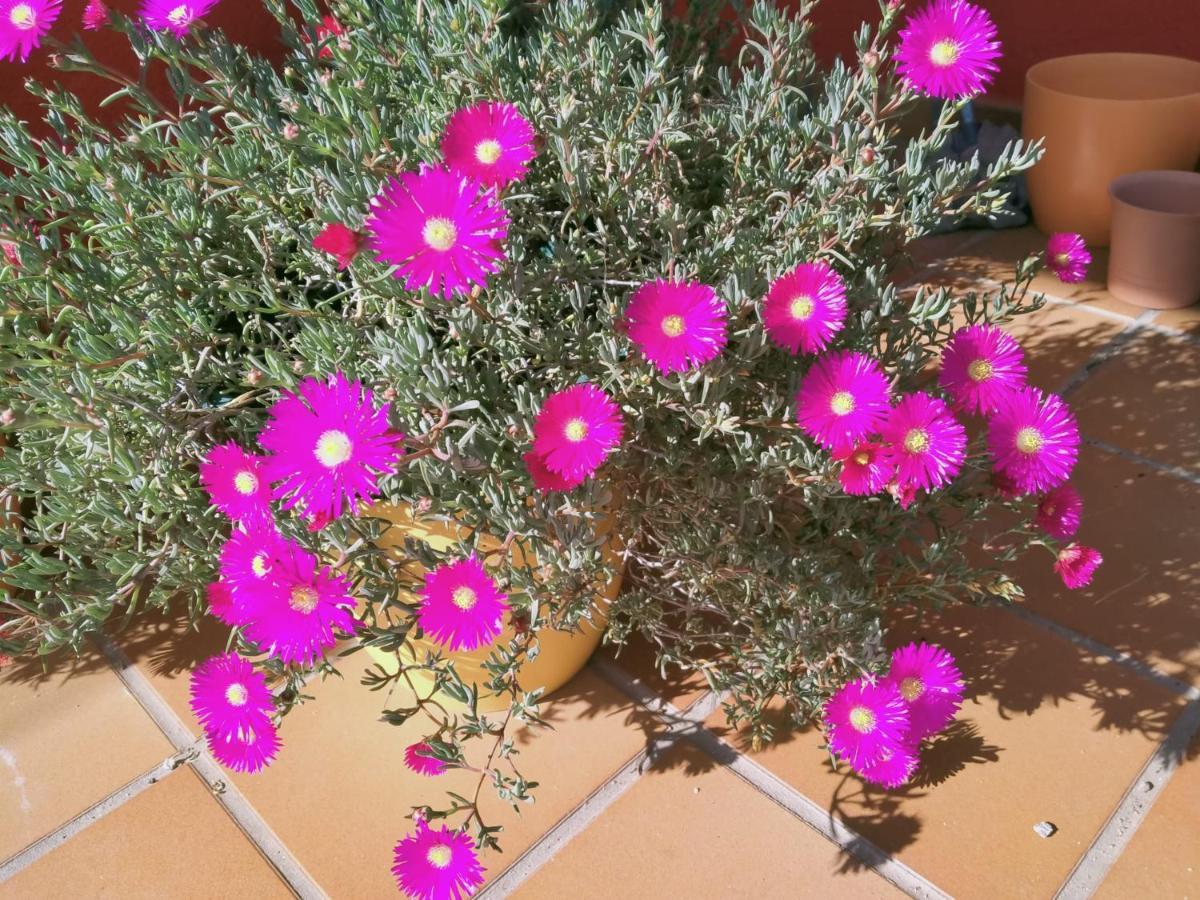 Ponte Caldelas Casa De Sunnyヴィラ エクステリア 写真